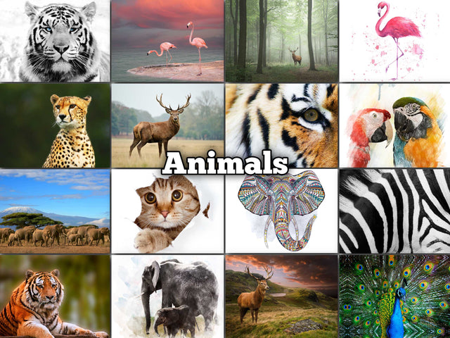 Canvas Animals