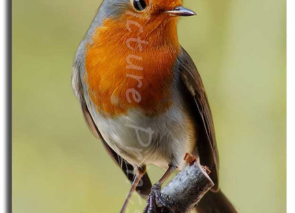 Robin red breast. Seasonal nature picture. Printed and framed as a canvas print.