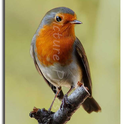 Robin red breast. Seasonal nature picture. Printed and framed as a canvas print.