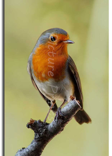Robin red breast. Seasonal nature picture. Printed and framed as a canvas print.