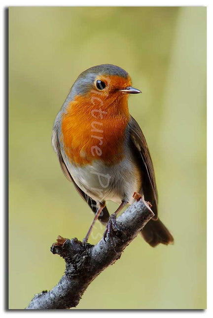 Robin red breast. Seasonal nature picture. Printed and framed as a canvas print.