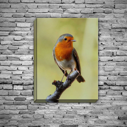 Robin red breast. Seasonal nature picture. Printed and framed as a canvas print.