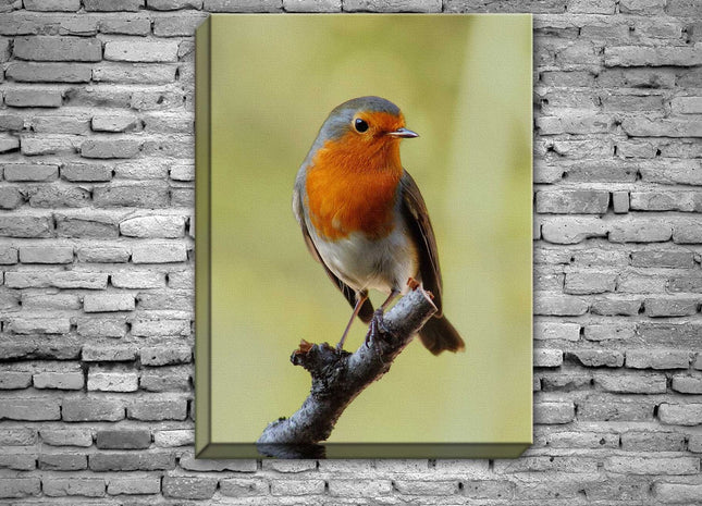 Robin red breast. Seasonal nature picture. Printed and framed as a canvas print.