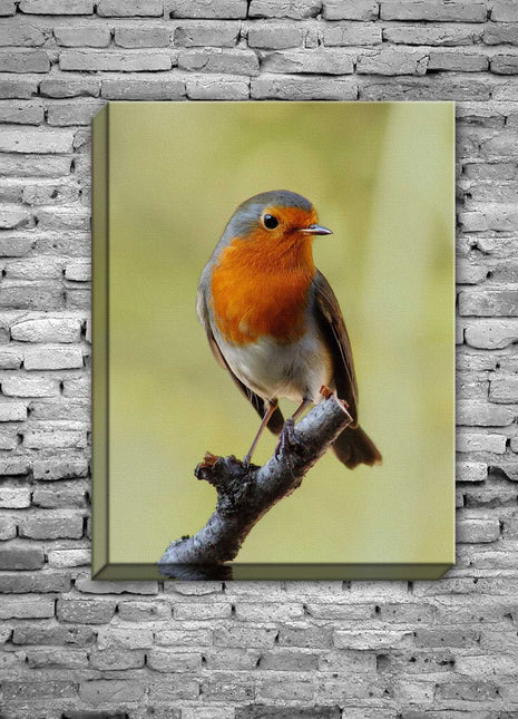 Robin red breast. Seasonal nature picture. Printed and framed as a canvas print.