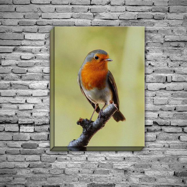 Robin red breast. Seasonal nature picture. Printed and framed as a canvas print.