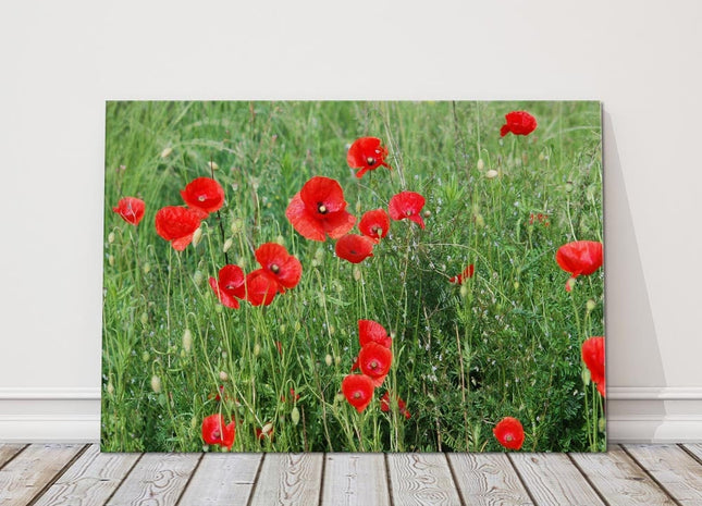 Poppy field Canvas Print Wall decor green grasses canvas picture print