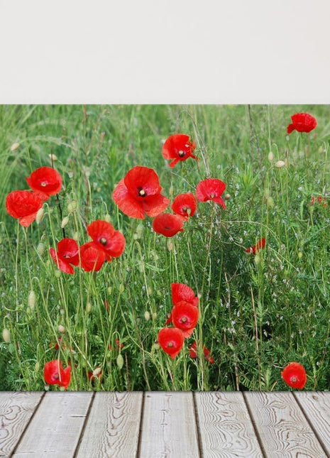 Poppy field Canvas Print Wall decor green grasses canvas picture print