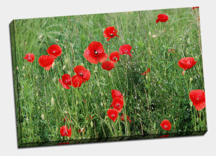 Poppy field Canvas Print Wall decor green grasses canvas picture print