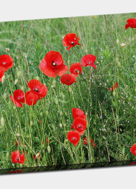 Poppy field Canvas Print Wall decor green grasses canvas picture print