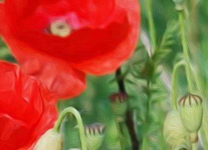 Poppy field Canvas Print Wall decor green grasses canvas picture print