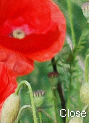 Poppy field Canvas Print Wall decor green grasses canvas picture print
