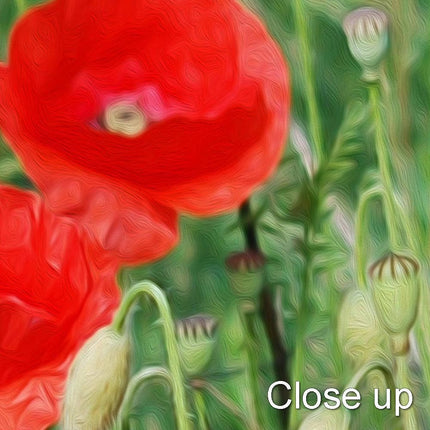 Poppy field Canvas Print Wall decor green grasses canvas picture print