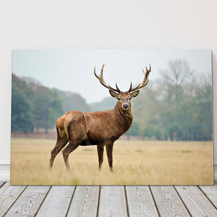 Stag in Autumn forest. Canvas Picture Print