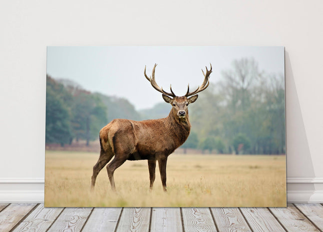 Stag in Autumn forest. Canvas Picture Print
