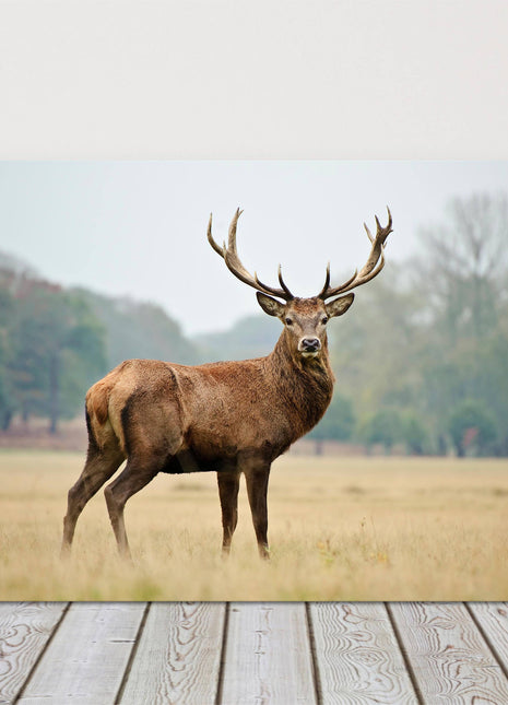 Stag in Autumn forest. Canvas Picture Print