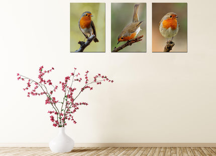 Set of 3 robin canvas pictures. Hand made pictures printed on to canvas.