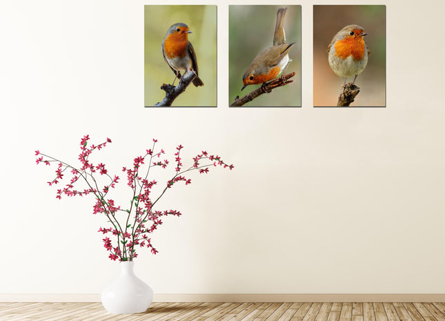 Set of 3 robin canvas pictures. Hand made pictures printed on to canvas.