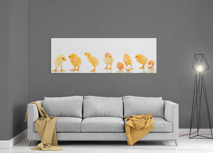 lots of baby cute yellow chicks panoramic canvas picture print vibrant yellow colours whith white background adorable animals