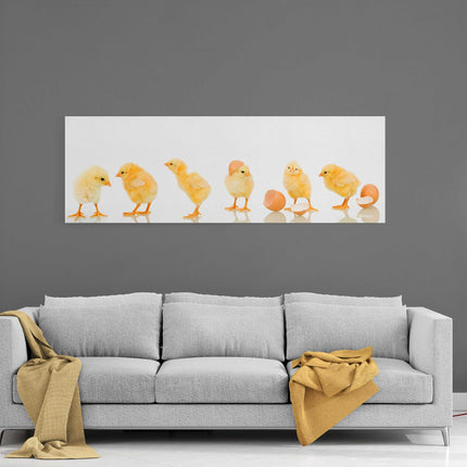 lots of baby cute yellow chicks panoramic canvas picture print vibrant yellow colours whith white background adorable animals