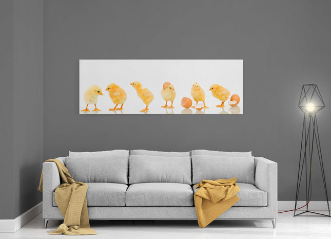 lots of baby cute yellow chicks panoramic canvas picture print vibrant yellow colours whith white background adorable animals