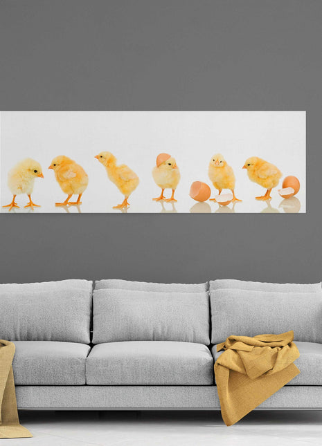 lots of baby cute yellow chicks panoramic canvas picture print vibrant yellow colours whith white background adorable animals