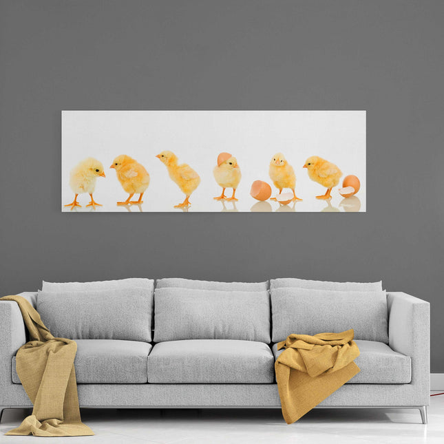 lots of baby cute yellow chicks panoramic canvas picture print vibrant yellow colours whith white background adorable animals