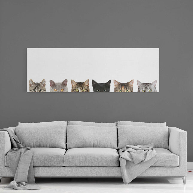Peeping kittens, panoramic canvas picture print. Pictured on a white background
