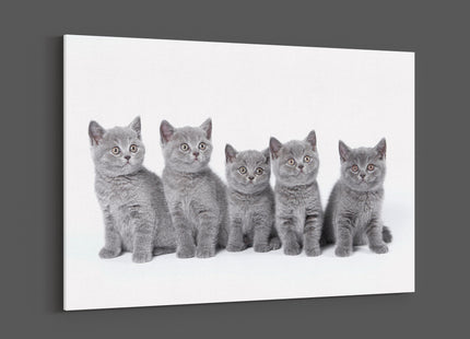 five cute grey kittens canvas picture print landscape cats