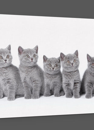 five cute grey kittens canvas picture print landscape cats