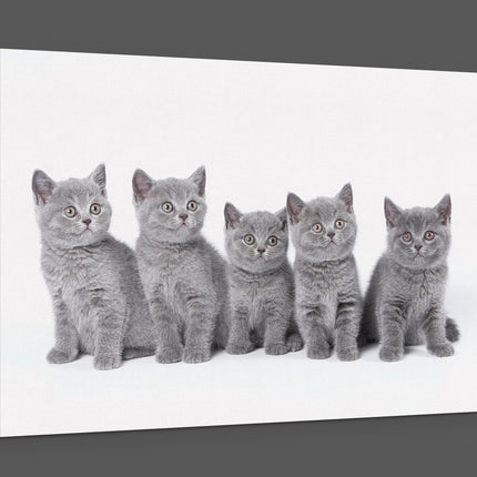 five cute grey kittens canvas picture print landscape cats