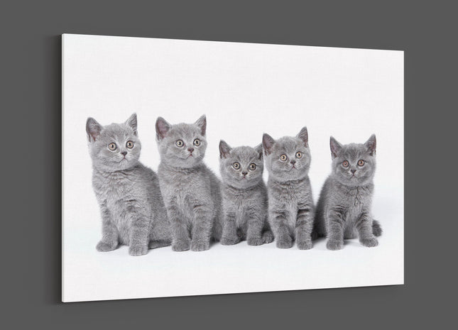 five cute grey kittens canvas picture print landscape cats
