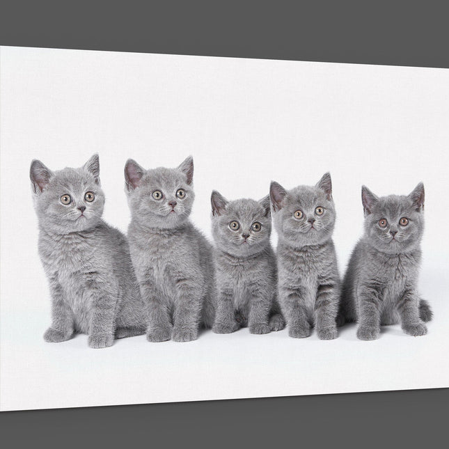 five cute grey kittens canvas picture print landscape cats