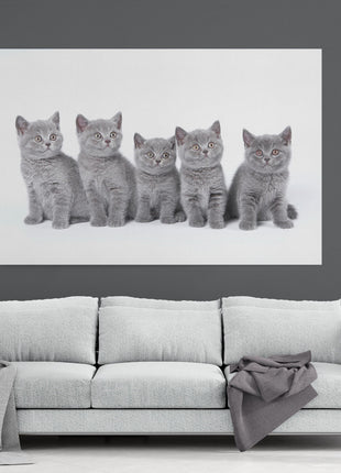 five cute grey kittens canvas picture print landscape cats