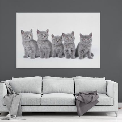 five cute grey kittens canvas picture print landscape cats