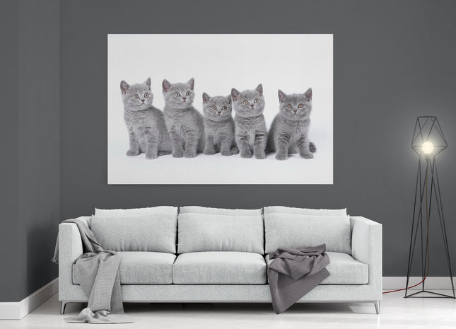 five cute grey kittens canvas picture print landscape cats