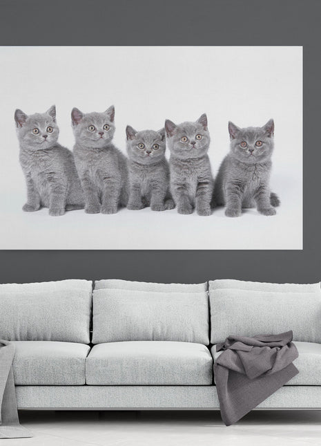 five cute grey kittens canvas picture print landscape cats