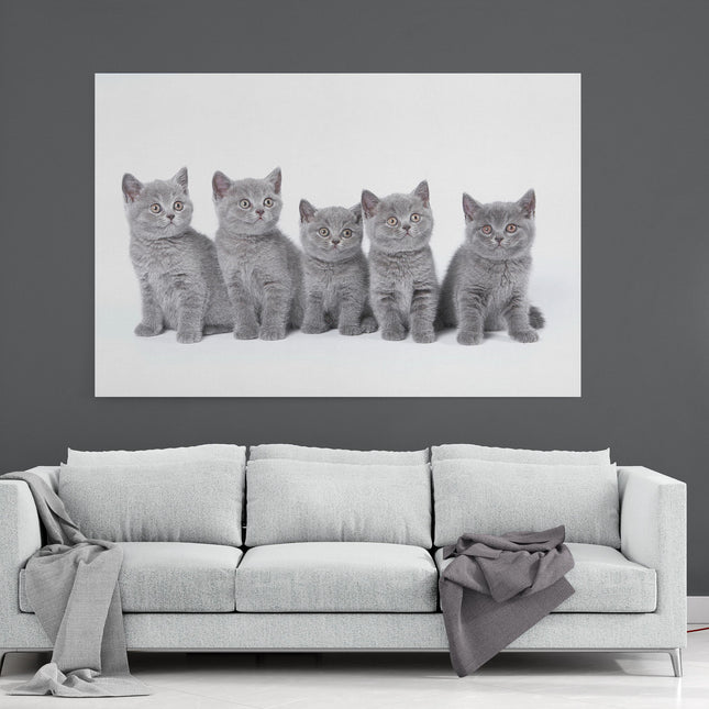 five cute grey kittens canvas picture print landscape cats