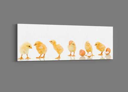lots of baby cute yellow chicks panoramic canvas picture print vibrant yellow colours whith white background adorable animals