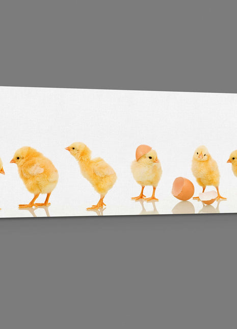 lots of baby cute yellow chicks panoramic canvas picture print vibrant yellow colours whith white background adorable animals