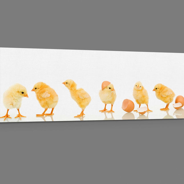 lots of baby cute yellow chicks panoramic canvas picture print vibrant yellow colours whith white background adorable animals