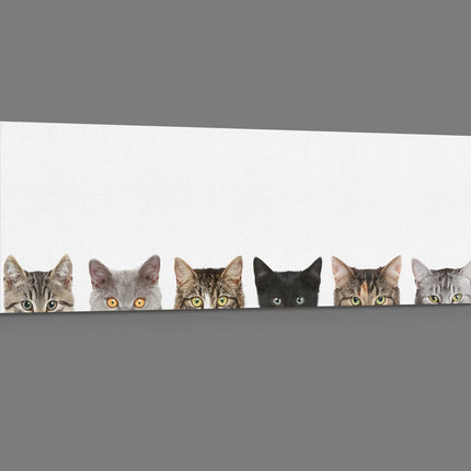 Peeping kittens, panoramic canvas picture print. Pictured on a white background