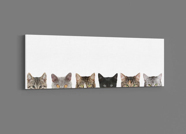 Peeping kittens, panoramic canvas picture print. Pictured on a white background