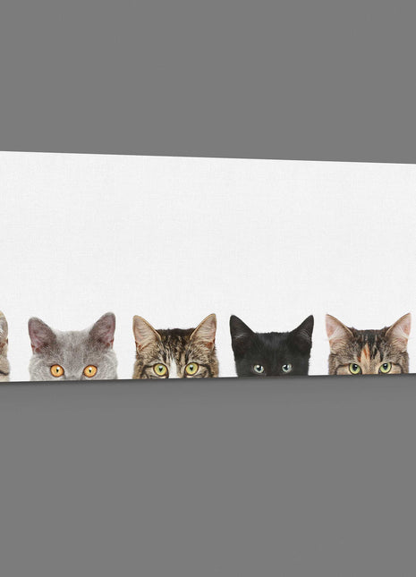Peeping kittens, panoramic canvas picture print. Pictured on a white background