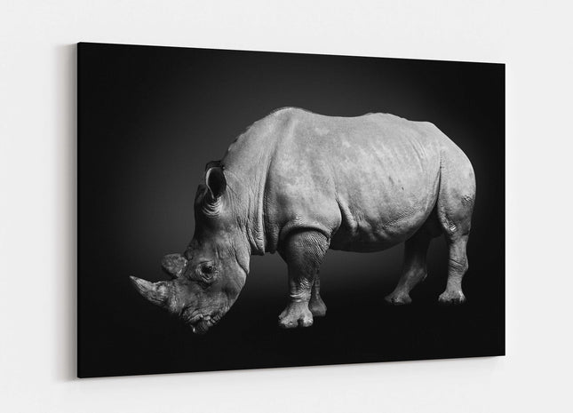 rhinoceros on a black background. South African rhino. Canvas picture print