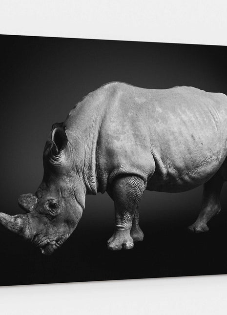 rhinoceros on a black background. South African rhino. Canvas picture print
