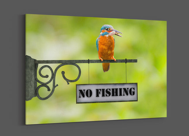 king fisher caught a fish sitting on a no fishing sign canvas picture print