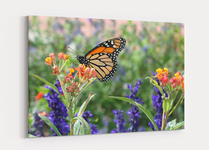 monarch butterfly in wild flowers printed canvas picture print