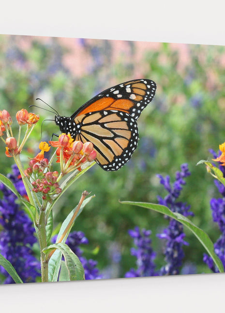 monarch butterfly in wild flowers printed canvas picture print