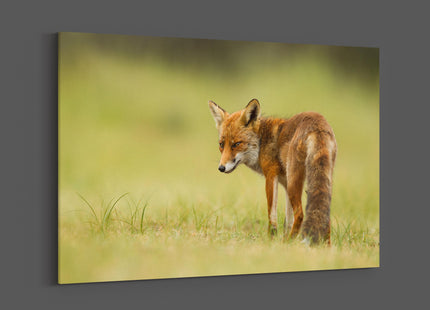 Red fox walking in grass canvas picture print