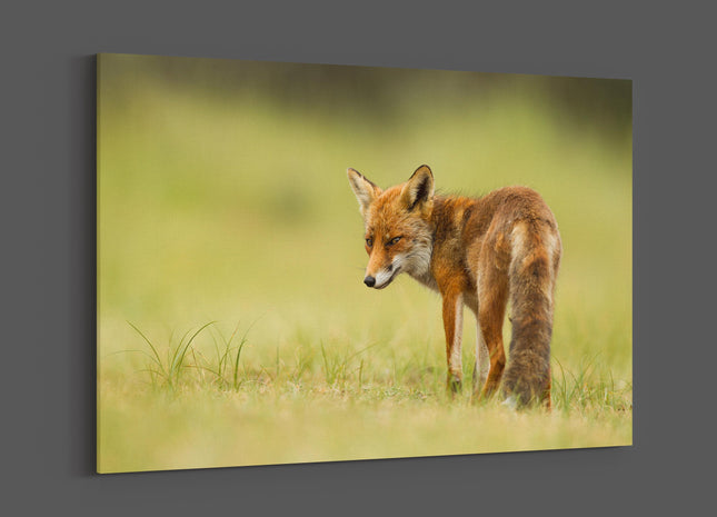 Red fox walking in grass canvas picture print